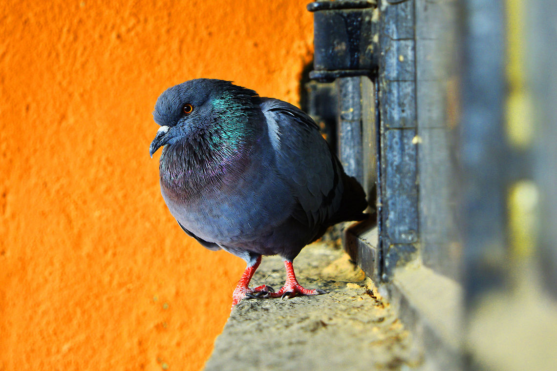 Nature's Stare  Columba livia,Domestic Rock Pigeon,Rock dove