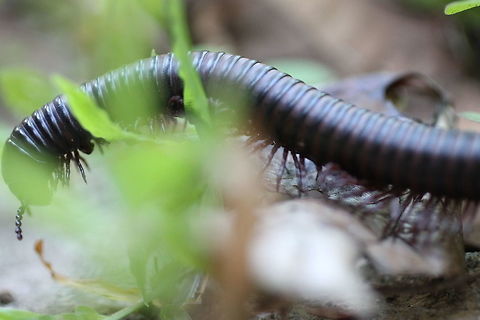 Giant Milipede closeup at Ulu Muda Rainforest, Malaysia.  Malaysia,Milipede,Rainforest
