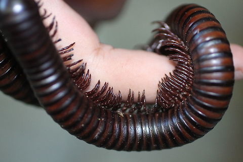 Giant Milipede closeup at Ulu Muda Rainforest, Malaysia.  Malaysia,Milipede,Rainforest