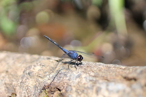blue dragonfly in Malaysia Rainforest  Black Stream Glider,Blue,Dragonfly,Macro,Malaysia,Rainforest,Trithemis festiva