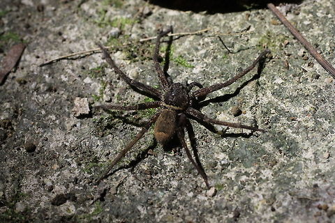Huntsman Spider photographed in Malaysian Jungle  Macro,Malaysia,Rainforest,Spider,jungle