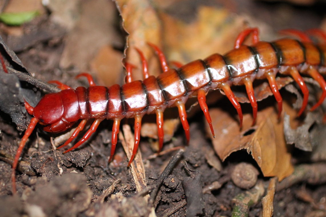 Macro photo of Malaysian Cherry Red Centipede  Centipede,Macro,Malaysia,Rainforest,Scolopendra subspinipes,jungle