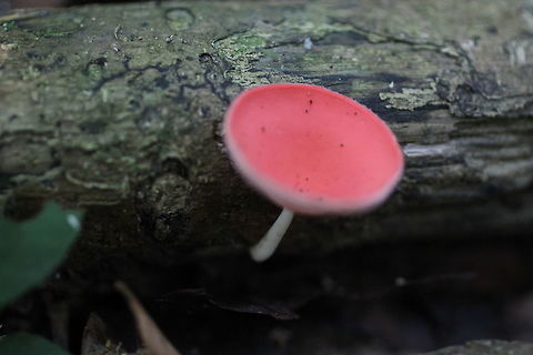 unknown fungi in Malaysian rainforest  Bristly Tropical Cup,Cookeina tricholoma,Fungi,Malaysia,Rainforest,jungle,macro