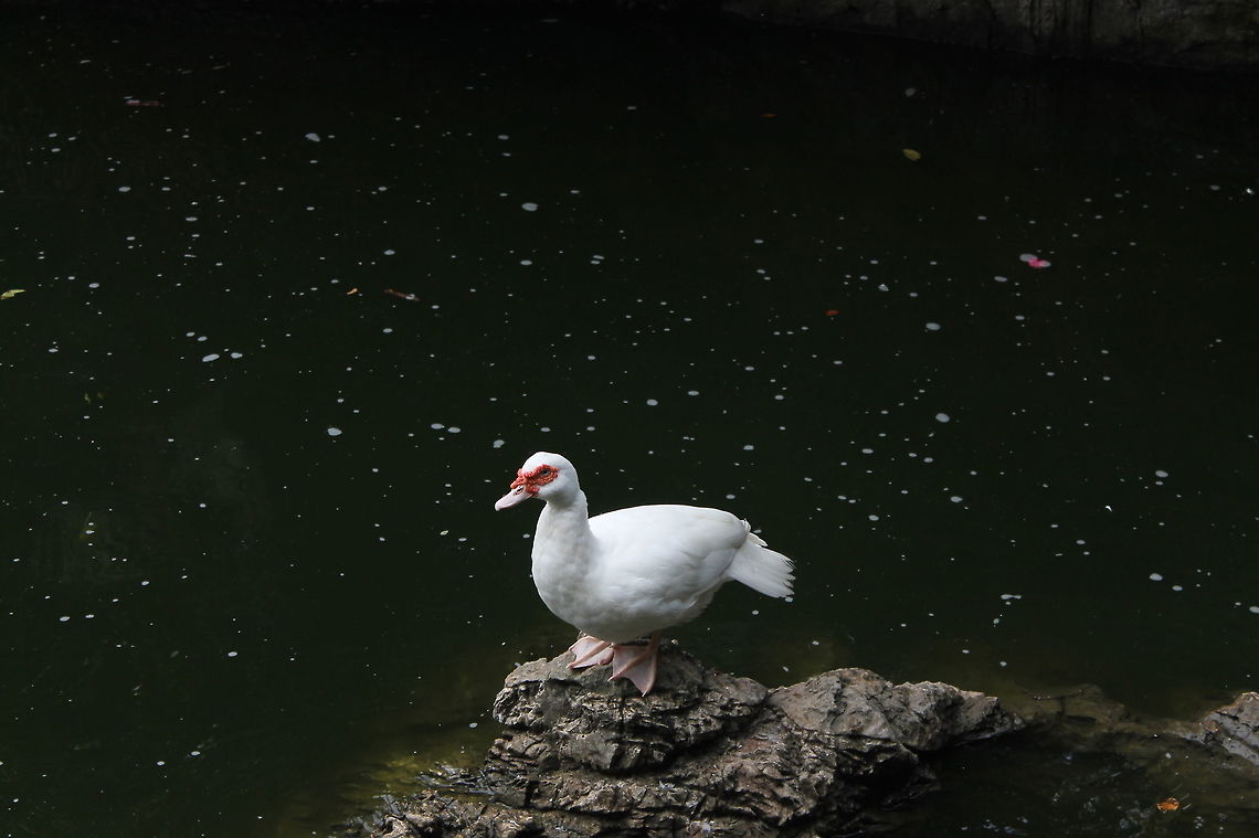 White Muscovy Duck in sight.  Muscovy duck,duck,malaysia