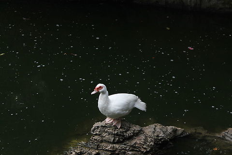 White Muscovy Duck in sight.  Muscovy duck,duck,malaysia