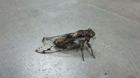 huge cicada spotted while having dinner, Ulu Muda Rainforest Malaysia  Empress cicada,Malaysia,Megapomponia imperatoria,Rainforest,jungle