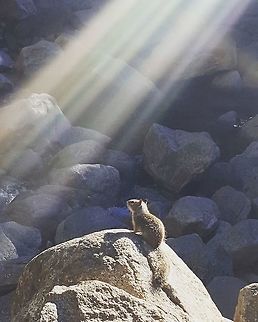 Yosemite wildlife Curious squirrel exploring yosemite falls  California ground squirrel,Geotagged,Otospermophilus beecheyi,United States,america,wildlife,wildlifephotography,yosemitepark