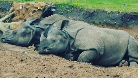 Sleeping rhinos Tired rhinos lay asleep together  Ceratotherium simum,Geotagged,United Kingdom,White rhinoceros,wildlifephotography