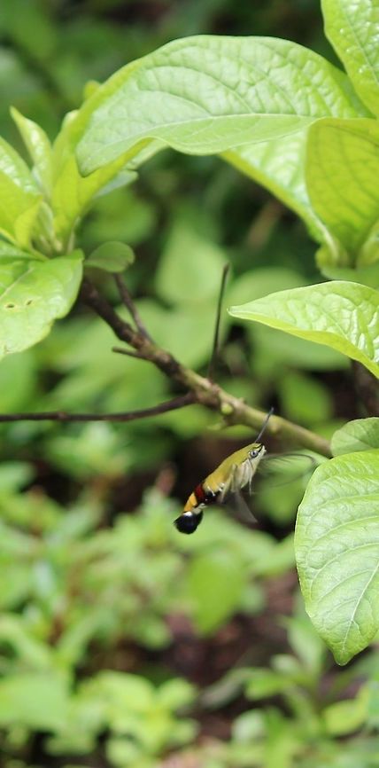 "Buzzing sound to my ears"  Cameroon,Cephonodes hylas,Coffee bee hawkmoth,Geotagged,Summer