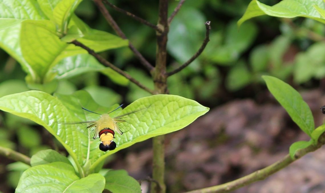 "Buzzzz"  Cephonodes hylas,Coffee bee hawkmoth