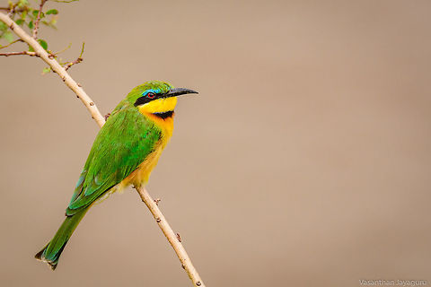 Little Beeeater My first day in Masai mara.No matter how many times you take a snap of this bird,you take it again.So beautiful. Birds,Geotagged,Green,Kenya,Little Bee-eater,Masai Mara,Merops pusillus,Winter,beautiful