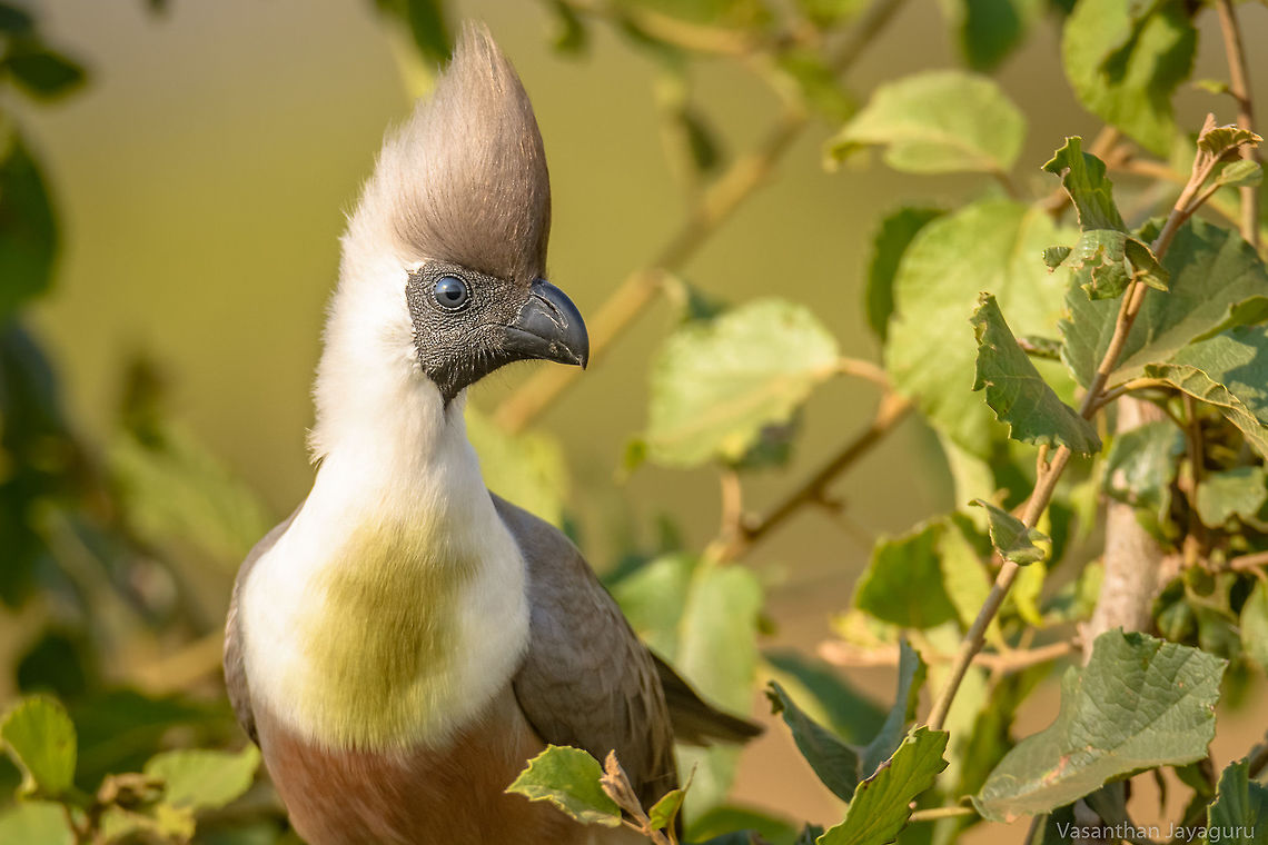Bare-faced Go-away bird Portrait from Kenya Bird with spikes,i guess this bird is the inspiration of hair gel.On our Safari it came close to us near the bush.Was happy to take few sharp shots of this bird.It didnt make that noise by which it got its name.  Bare-faced Go-away bird,Corythaixoides personatus,Geotagged,Kenya,Winter,animal portraits