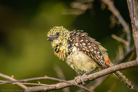 D'Arnaud's barbet from Kenya It initially resembled like a Bulbul,closer look cleared my doubts.This is my first photo of this bird. DArnauds barbet,Geotagged,Kenya,Trachyphonus darnaudii,Winter