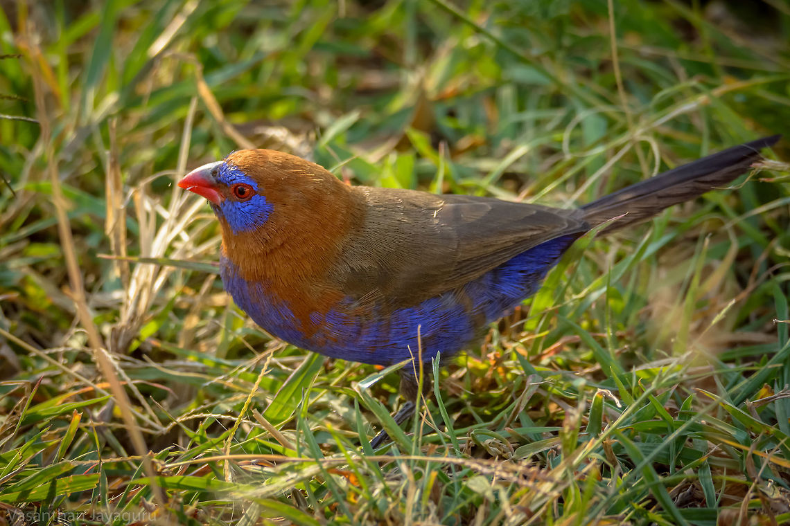 Purple grenadier eating seeds It was so small that i almost missed it while on safari vehicle.Thanks to my sharp and trained eyes i immediately took few photos of it. Eyes,Geotagged,Kenya,Purple grenadier,Uraeginthus ianthinogaster,Winter,birds,colorful,perched