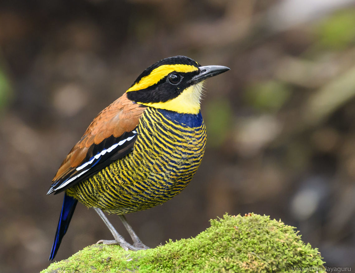 Queen of the forests After a long wait,he finally showed up-"The Javan Banded Pitta-Male".My long travel answered by this one site of the queen. Banded pitta,Birds,Forest,Indonesia