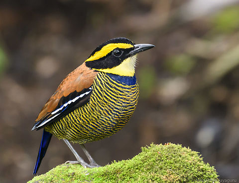 Queen of the forests After a long wait,he finally showed up-"The Javan Banded Pitta-Male".My long travel answered by this one site of the queen. Banded pitta,Birds,Forest,Indonesia