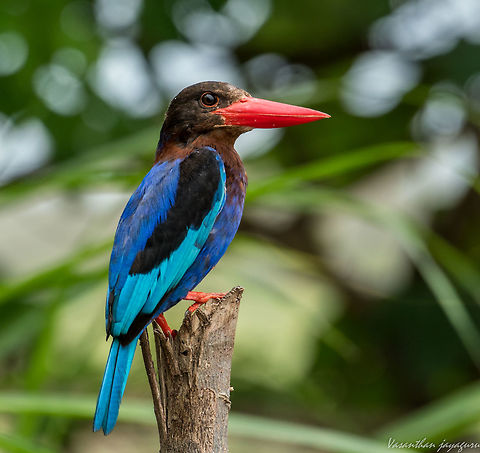 Javan kingfisher I was waiting for Cerulean kingfisher and this beauty came and sat just before me.Loved it every bit. Geotagged,Halcyon cyanoventris,Indonesia,Javan kingfisher,Spring