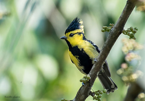 Himalayan Black-lored Tit Birding in North-east India is completely different feel.Loved the mixed hunting waves. Geotagged,Himalayan Black-lored Tit,India,Machlolophus spilonotus,Spring