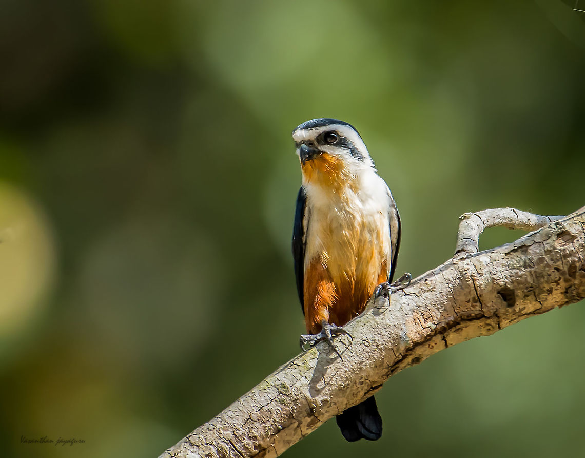 Collared falconet Smallest raptor.Initially when i noticed it,i thought it was a redstart.<br />
My favorite raptor. Collared falconet,Geotagged,India,Microhierax caerulescens,Winter