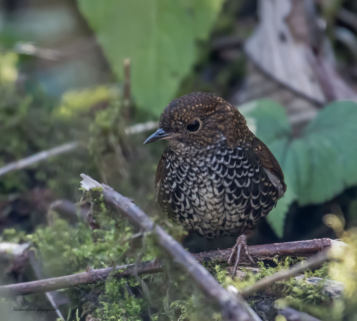 Scaly-breasted wren-babbler  Skulkiest bird to photograph. Geotagged,India,Pnoepyga albiventer,Scaly brested wren babbler,Spring