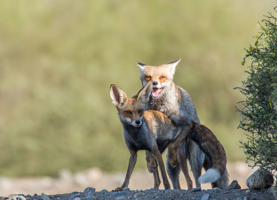 Fox Mating It was a surprise click.They say patience gets rewarded,after an unsuccessful wait for the migratory birds,i was about <br />
 to leave the place,then all of a sudden i saw two foxes emerging out of a bush.First glimpse i missed it,then i moved closer to a nearby bush.From there i could easily take pictures without revealing myself."Live in the moment" kind of shot. Arabian red fox,Fall,Geotagged,Oman,Vulpes vulpes arabica