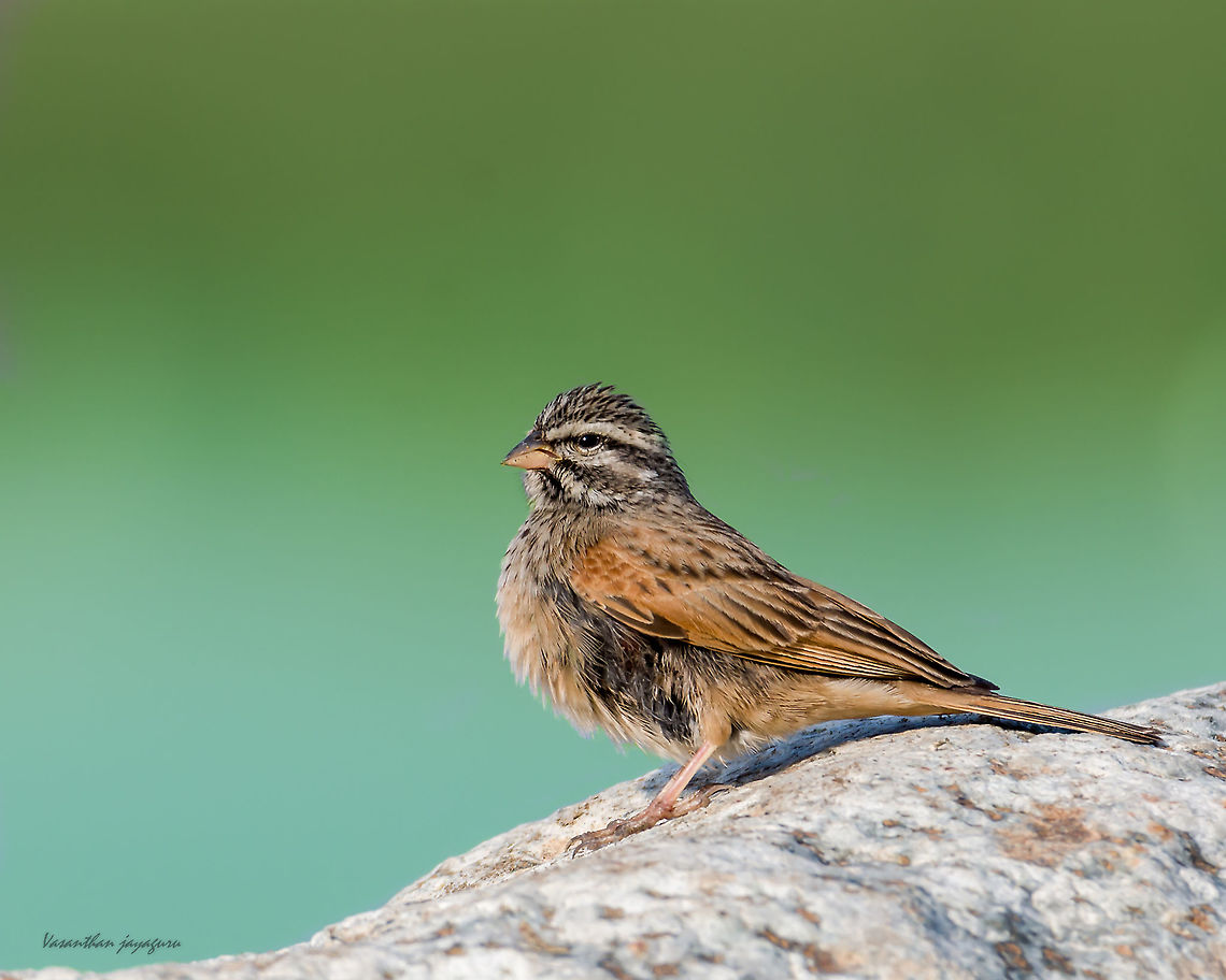 Striolated Bunting One easy find.It was not shy type,could go little close to get a closeup. Birds,Egernia striolata,Emberiza striolata,Fall,Geotagged,Oman,Striolated bunting,wildlife