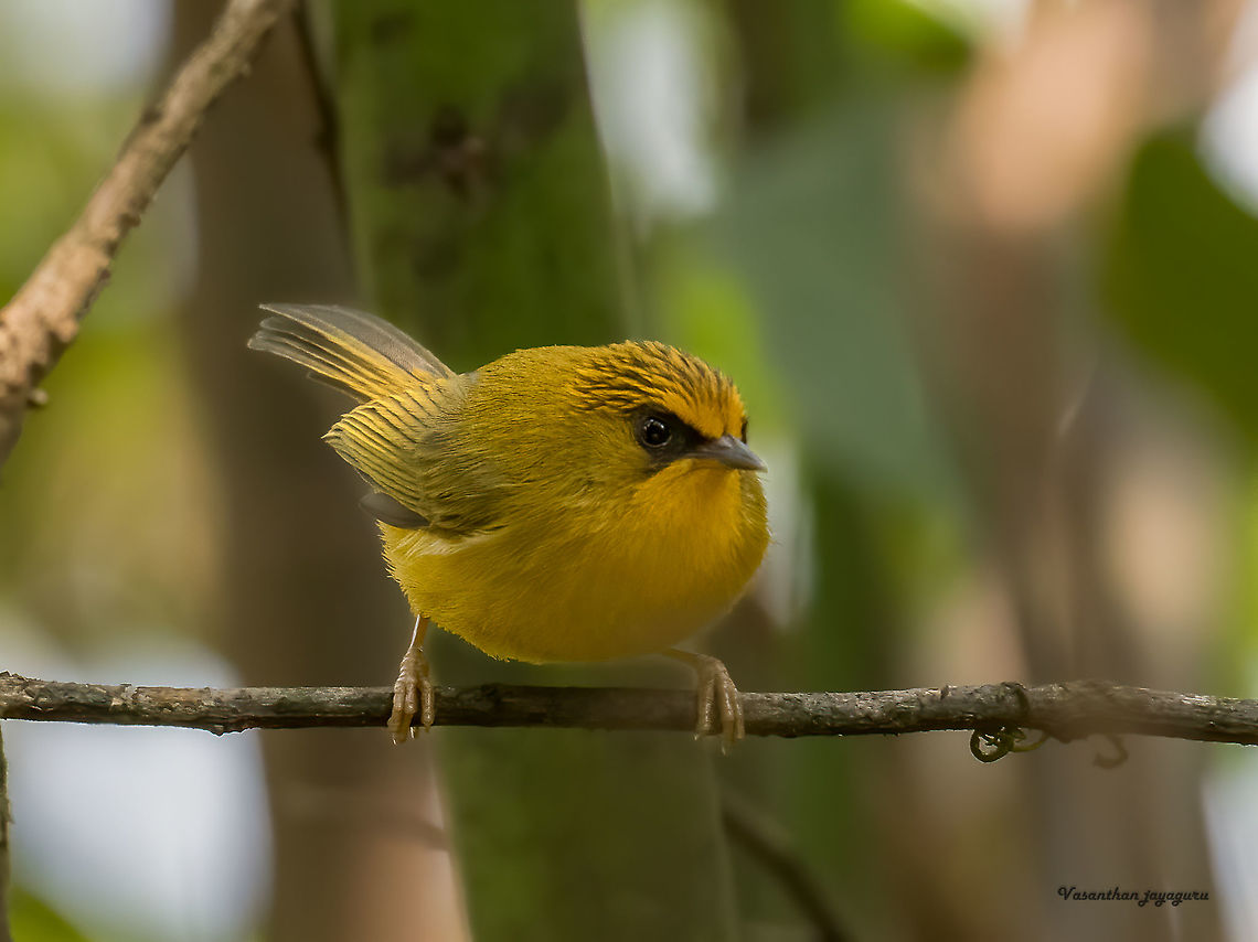 Golden Babbler Arunachal pradesh in North east India is an epic area for birding.<br />
Immense variety of species is a treat to the eyes. Birds,Geotagged,Golden babbler,North east,Spring,Stachyridopsis chrysaea