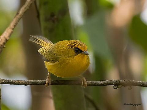 Golden Babbler Arunachal pradesh in North east India is an epic area for birding.
Immense variety of species is a treat to the eyes. Birds,Geotagged,Golden babbler,North east,Spring,Stachyridopsis chrysaea