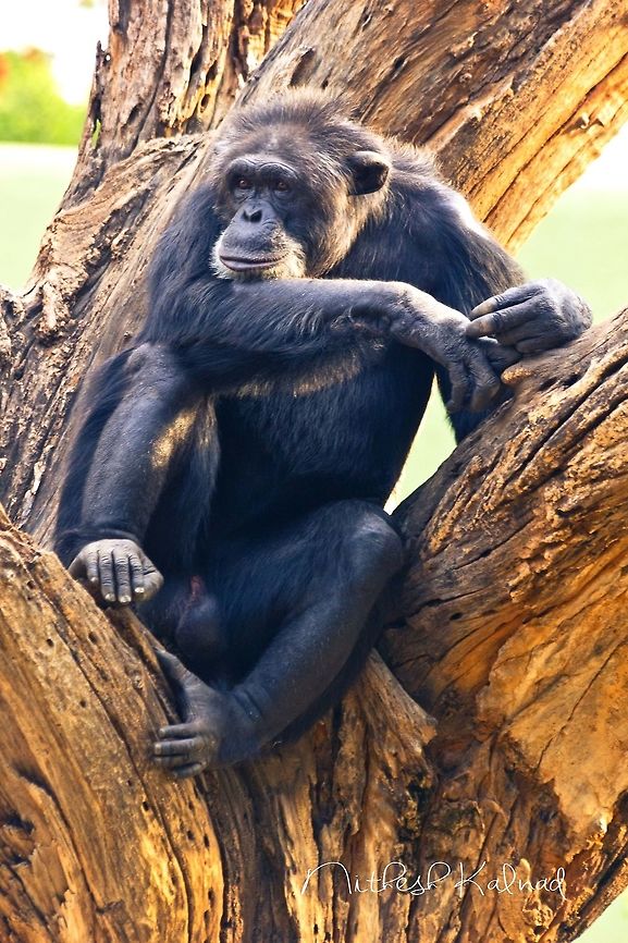 Common Chimpanzee Found him in Mysore zoo, he was sitting alone and staring at nothing, it looked as if he was into deep thought. although there were a lot of people around he didn&#039;t seem to care.  Common chimpanzee,Pan troglodytes