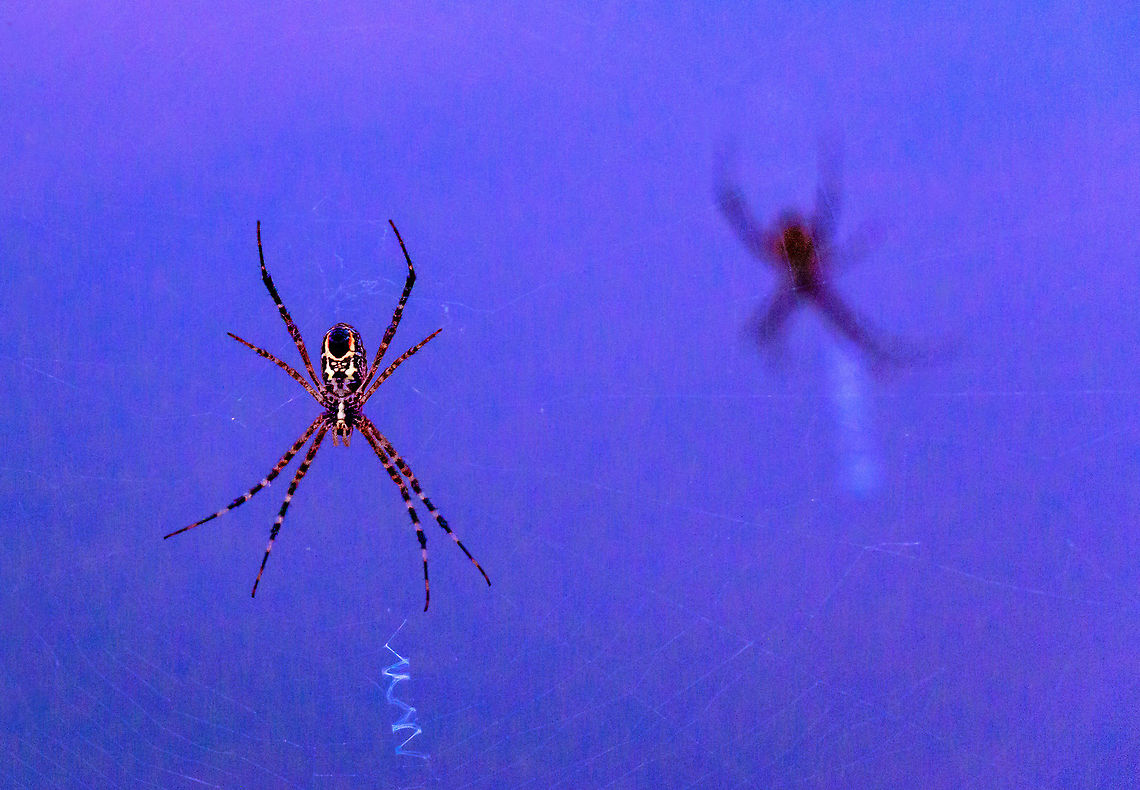 Argiope sp The two spiders in the image almost looked like a mirror image Spider