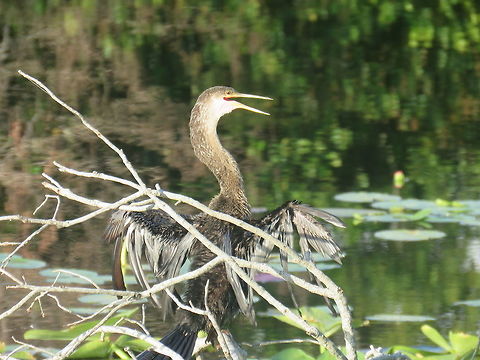 Anhinga                                 Anhinga,Anhinga anhinga,Geotagged,Summer,United States