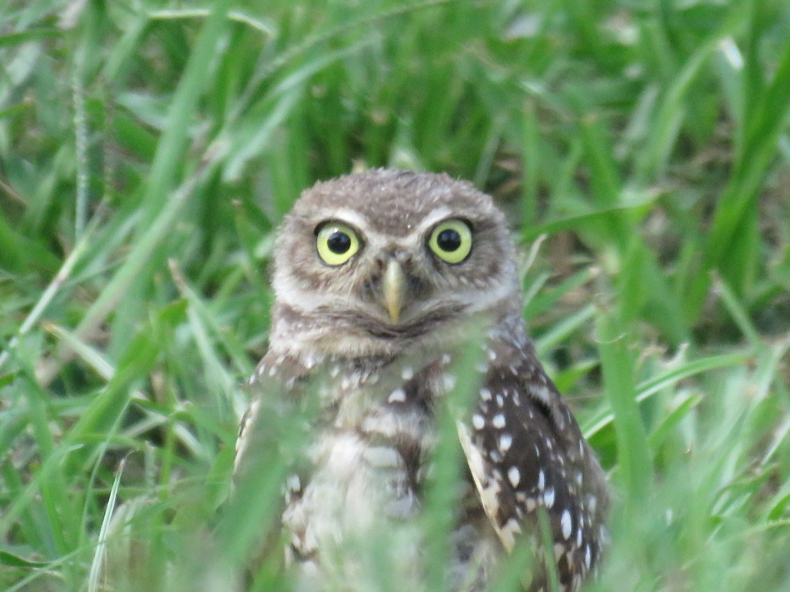 Burrowing_Owl                                 Athene cunicularia,Burrowing Owl,Geotagged,Summer,United States
