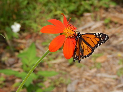 Butterfly Kisses A beautiful butterfly landing on an flower. Butterfly,Danaus plexippus,Flowers,Garden,Monarch butterfly