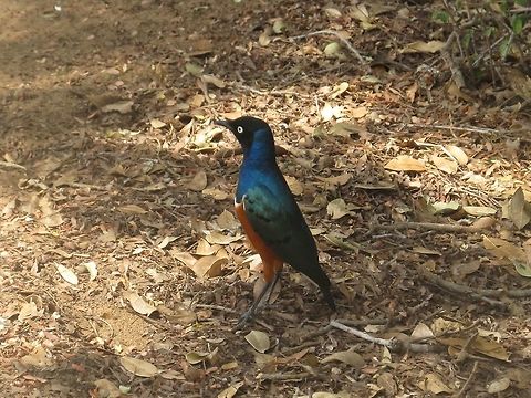 Superb Starling Behind Shot in Nairobi, Kenya I was walking around at our campground in Nairobi and saw this beautiful bird before embarking on an amazing safari. Africa,Birds,Geotagged,Kenya,Lamprotornis superbus,Superb Starling,Winter