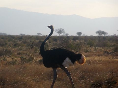 Side Shot of an Ostrich in Nairobi, Kenya Seen and captured on a Kenyan Safari Ostrich,Struthio camelus,iPhoto Converted,iPhoto Original
