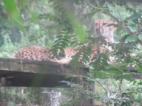 IMG_0544  Acinonyx jubatus,Cheetah,iPhoto Original