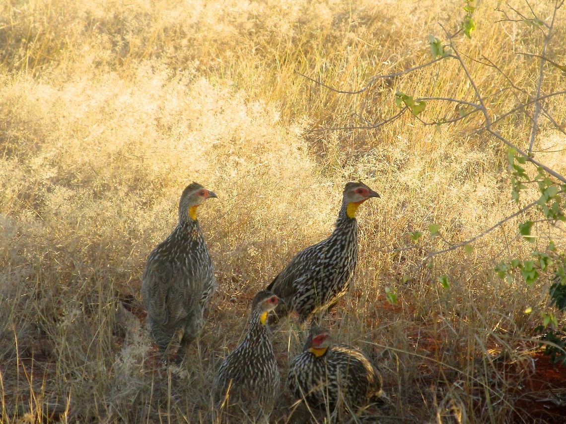 Group of Yellow-necked Spurfowls Picture shot on a safari in Kenya, Africa Pternistis leucoscepus,Yellow-necked Spurfowl,iPhoto Converted,iPhoto Original