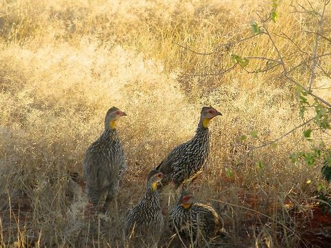 Group of Yellow-necked Spurfowls Picture shot on a safari in Kenya, Africa Pternistis leucoscepus,Yellow-necked Spurfowl,iPhoto Converted,iPhoto Original