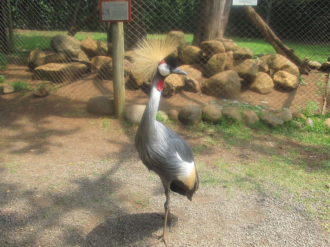 Close-Up of Grey Crowned Crane at Zoo in Kenya, Africa A ton of these amazingly beautiful birds found at zoo&#039;s all over Kenya. Balearica regulorum,Grey crowned crane,iPhoto Original