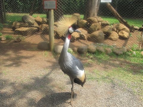 Close-Up of Grey Crowned Crane at Zoo in Kenya, Africa A ton of these amazingly beautiful birds found at zoo's all over Kenya. Balearica regulorum,Grey crowned crane,iPhoto Original