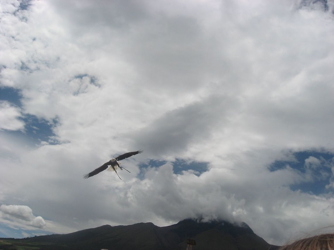 Soaring Bald Eagle This Bald Eagle belongs to a zoo in Kenya and will preform tricks for an audience. Bald Eagle,Haliaeetus leucocephalus,Photo Stream