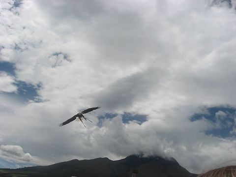 Soaring Bald Eagle This Bald Eagle belongs to a zoo in Kenya and will preform tricks for an audience. Bald Eagle,Haliaeetus leucocephalus,Photo Stream