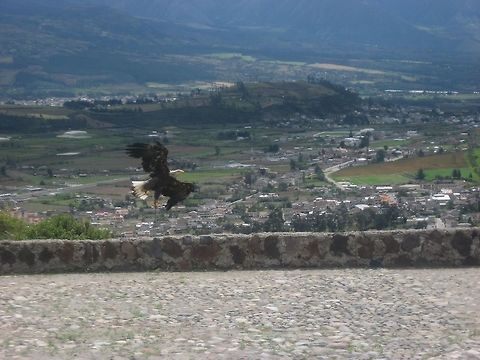 American Bald Eagle Side Shot This Bald Eagle belongs to a zoo in Kenya and will preform tricks for an audience. Bald Eagle,Haliaeetus leucocephalus,Photo Stream