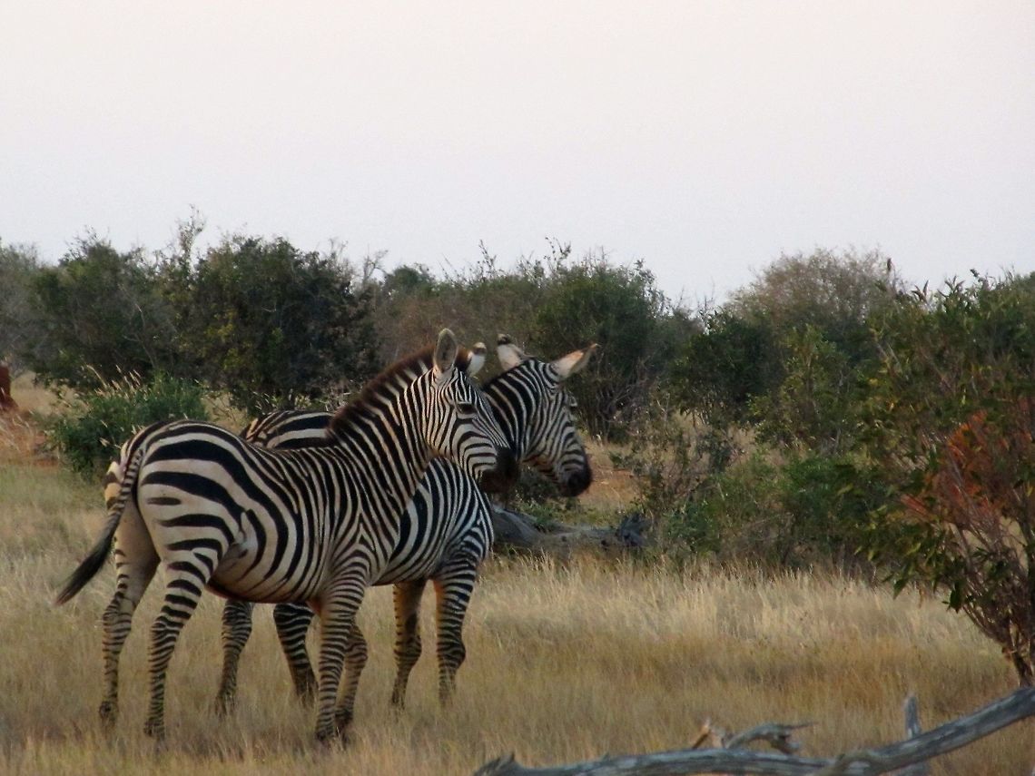 Back Shot of Two Zebras Zebras spotted on a safari in Nairobi, Kenya Equus quagga,Plains zebra,iPhoto Converted,iPhoto Original