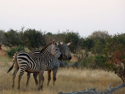 Back Shot of Two Zebras Zebras spotted on a safari in Nairobi, Kenya Equus quagga,Plains zebra,iPhoto Converted,iPhoto Original
