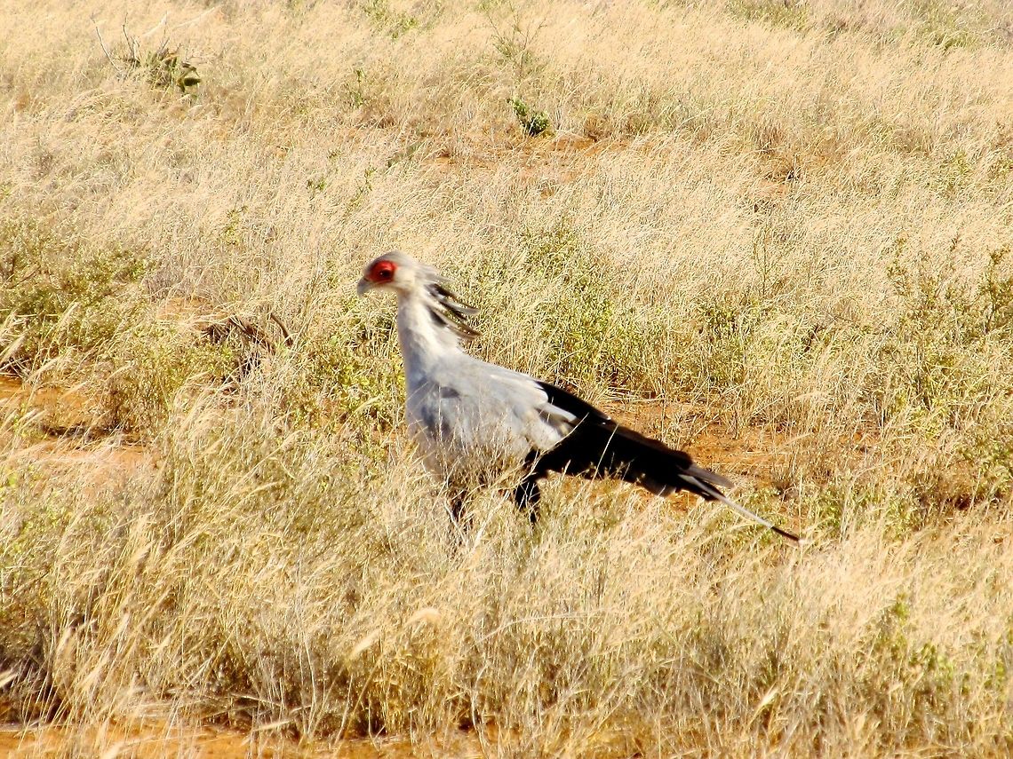 Secretary Bird Side Shot This bird of prey was spotted and captured on a safari in Nairobi, Kenya Sagittarius serpentarius,Secretary Bird,iPhoto Converted,iPhoto Original