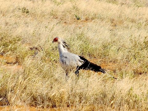 Secretary Bird Side Shot This bird of prey was spotted and captured on a safari in Nairobi, Kenya Sagittarius serpentarius,Secretary Bird,iPhoto Converted,iPhoto Original