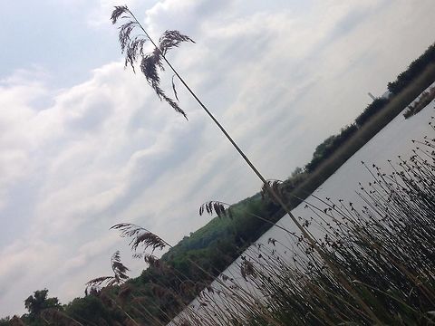 Odd one out This photo symbolises how all species are different to one another, even plants within the same species are very different. And that doesnt matter. As a photographer being different is what we want and by this single grass peice being taller and being the 'odd one out' i was able to create a picture from it. Overall i think being unique and different is a good thing and not somthing to be looked down and and to be picked on for. Common reed,Phragmites australis,Schizachyrium scoparium