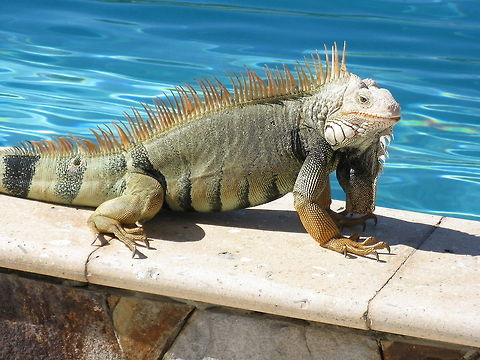 Iguana iguana This was a large iguana that we found in St.Martin FWI last winter vacation. He followed me around everywhere. Green iguana,Iguana iguana,animal,scary,water,wilds