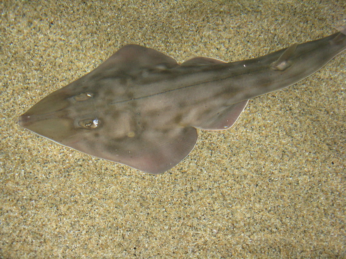 Brown beauty taken at the California Academy of Arts and Sciences in San Francisco. California Common shovelnose ray,Glaucostegus typus,brownish,fast,unusual,water life